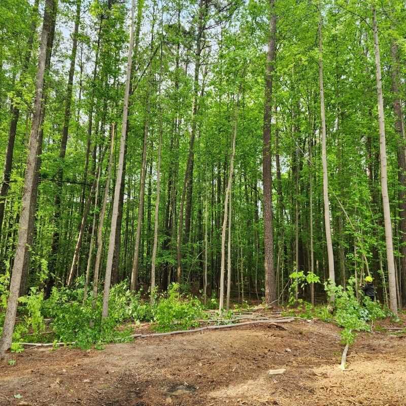 Expert Tree Services in Wendell, NC (17)